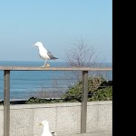 Argneau64
