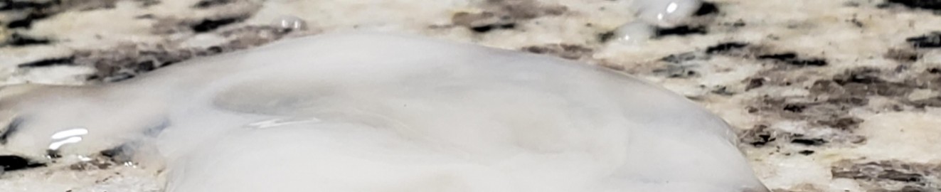 bcp710