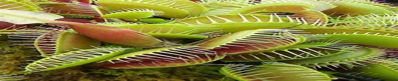 Venus the fly trap