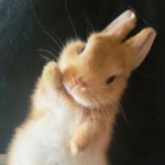 Poppybunny