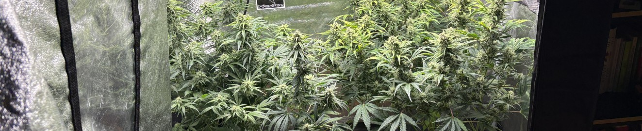 Jean guy indica