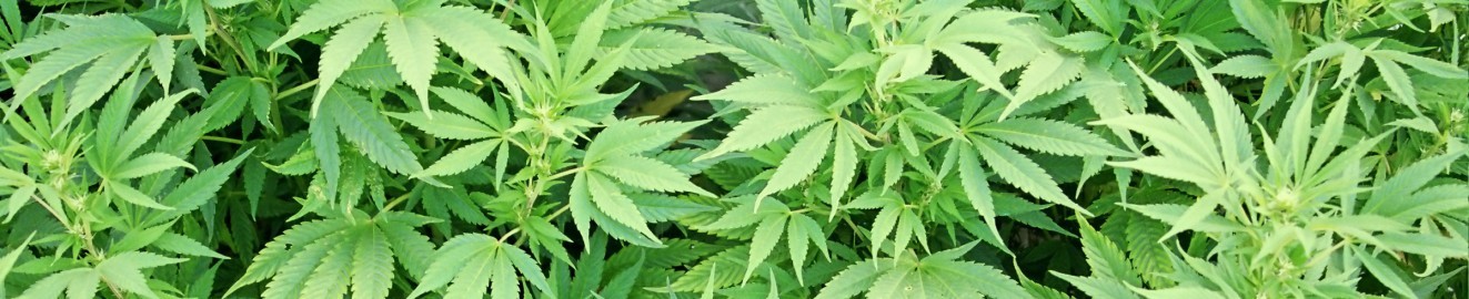 brookelayne420