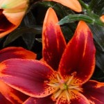 horneycouple210