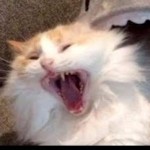 rainbowcatto