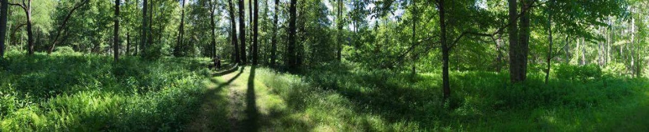 ForestNymphs