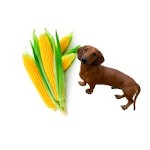CorndogMD