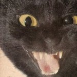 cleokitty