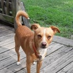 scootdog0420