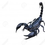 Scorpkyng69