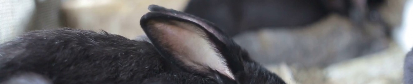 blacbunni