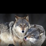 ShinWolfy