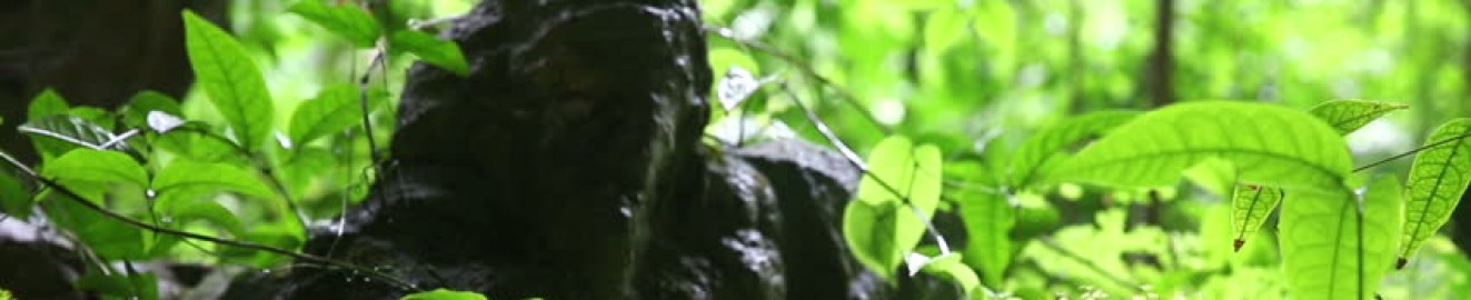 BearCubBottom19