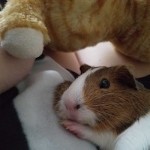 OneThiccPig