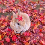 Rini Lapin