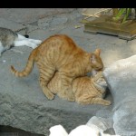 catfantasy86