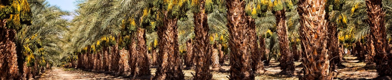 Tropic Palm