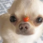 heyitslevi