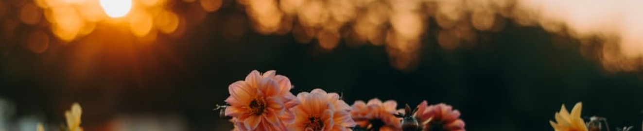 SweetSkyPeaches