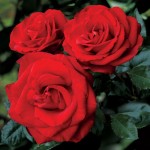 ScarletRose69