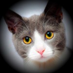Young and pretty Japanese cat