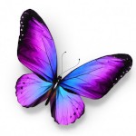 Rainbowbutterflysunshine