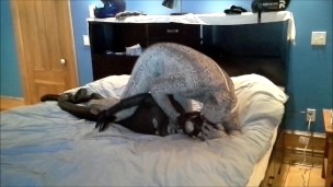 zentai snake humps and shoots or orca frogman