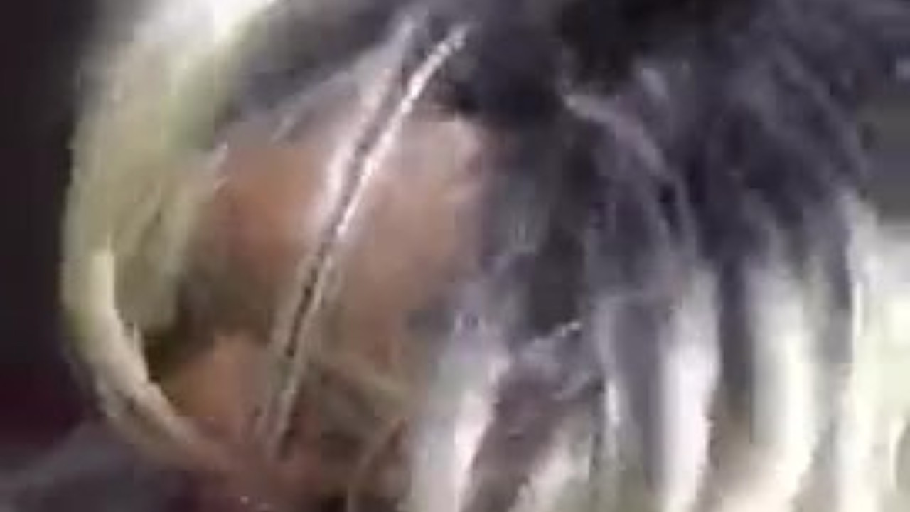 Thot sucking sloppy BBC dick(bad camera) - Free Sex Video - RedTube