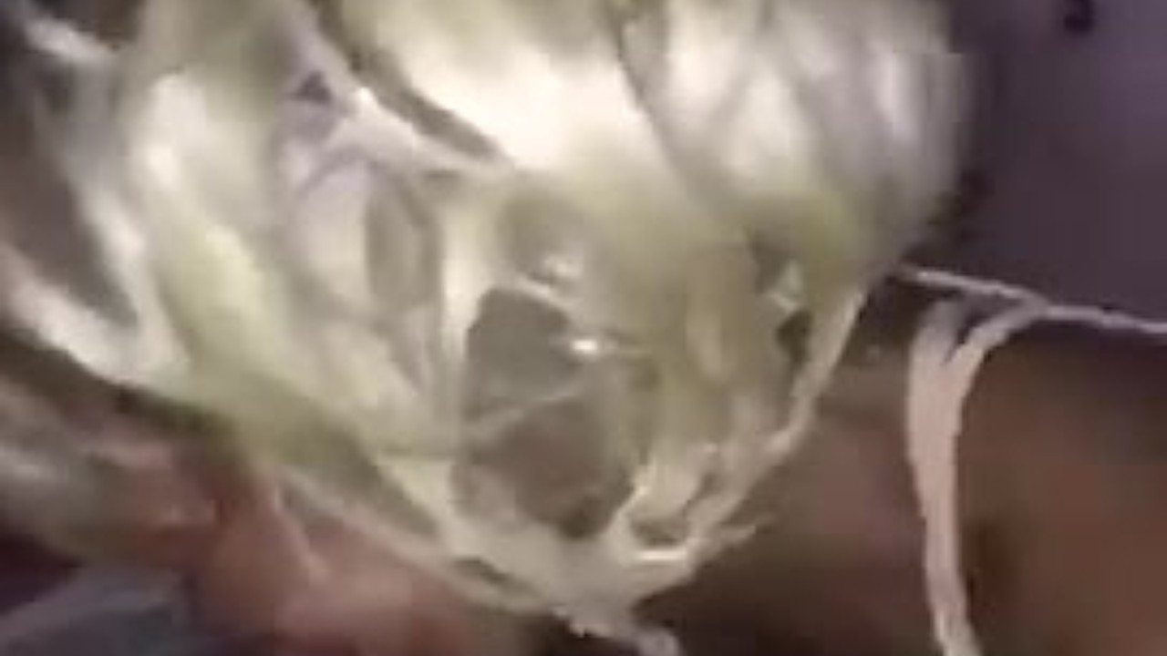Thot sucking sloppy BBC dick(bad camera) - Free Sex Video - RedTube