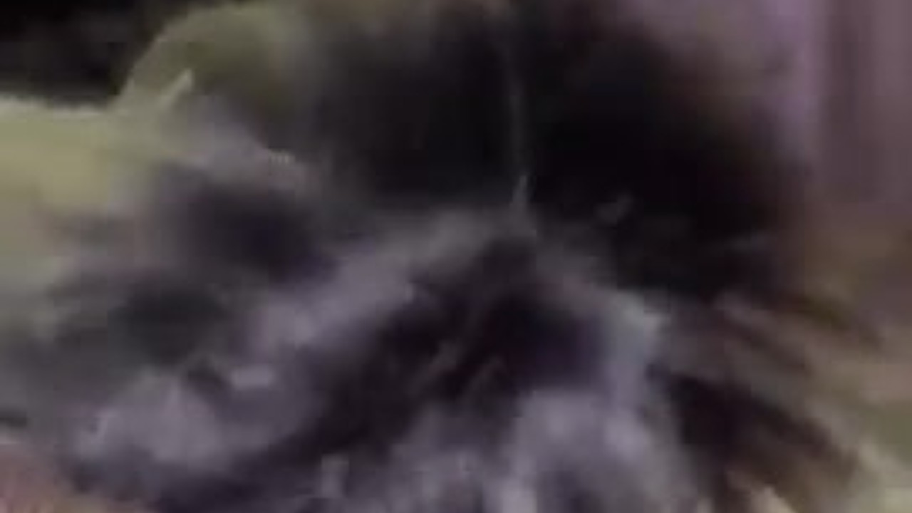 Thot sucking sloppy BBC dick(bad camera) - Free Sex Video - RedTube