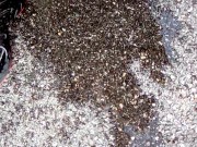 Pee on public sidewalk 11/16