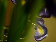 Katrin Porto - Big Natural Romantic 7/16