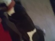 bandit