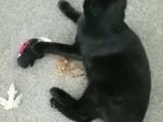 Using a toy to play with my kitty 13/16
