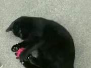 Using a toy to play with my kitty 7/16
