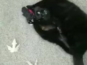 Using a toy to play with my kitty 9/16