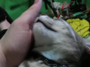 Petting My Sweet  10/16