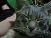 Petting My Sweet  11/16