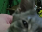 Petting My Sweet  14/16