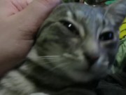 Petting My Sweet  16/16