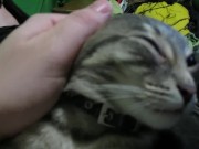 Petting My Sweet  2/16