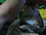 Petting My Sweet  5/16