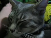 Petting My Sweet  6/16