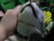 Petting My Sweet  7/16