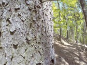 girl is Caught during fucking by a peeper in forest in all 3 holes 5/16