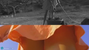 trailer: farmer daughter