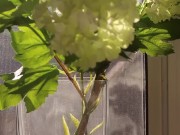 Tiny teen rides huge 10 inch dildo 1/16