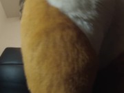 wagging my tail