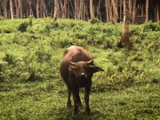Interrupted by a Buffalo? Intense Deepthroat with Cum in Mouth - LeoLulu 8/16