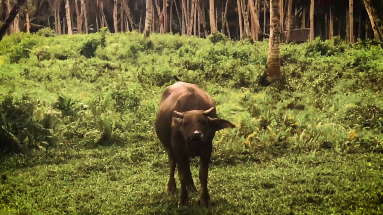 Interrupted by a Buffalo? Intense Deepthroat with Cum in Mouth - LeoLulu - Free Sex Video - RedTube