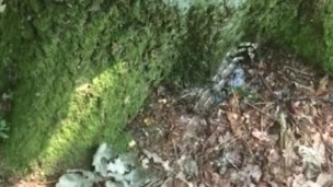 Peeing in the forest